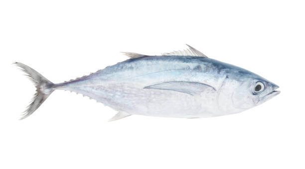 istock Albacore tuna fish isolated on white 1171904814