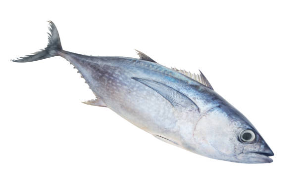 istock Albacore tuna fish isolated on white 1171904818