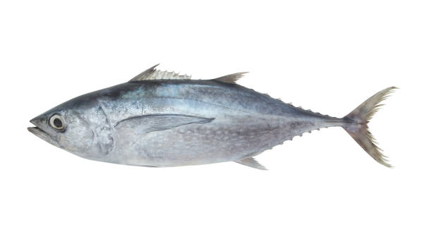 istock Albacore tuna fish isolated on white 1171904862