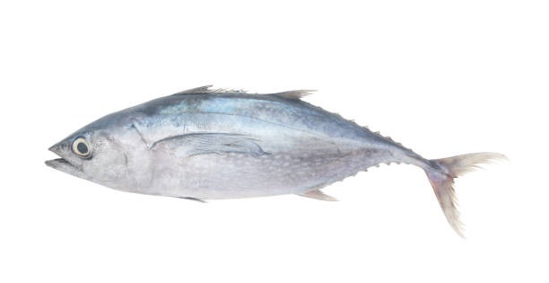istock Albacore tuna fish isolated on white 1171904864