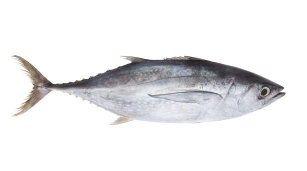istock Albacore tuna fish isolated on white 1171904874
