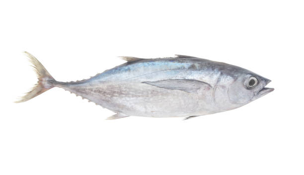 istock Albacore tuna fish isolated on white 1171904926