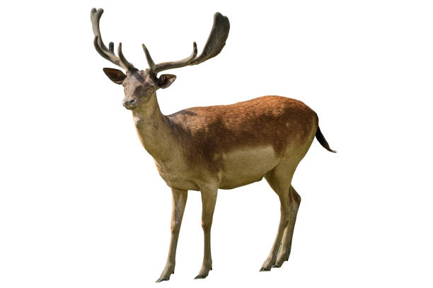 istock Red deer, the largest deer species. Isolated 1171904994