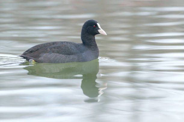 istock Coot swimming (Fulica atra) Close up Eurasian Coot 1171905319