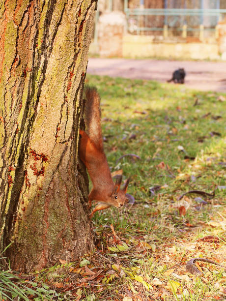 istock Squirrel on a tree. Squirrel in the autumn park 1171905425