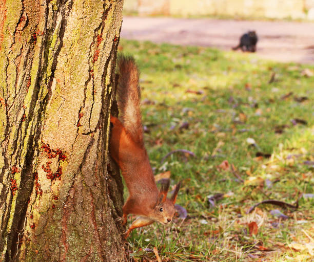 istock Squirrel on a tree. Squirrel in the autumn park 1171905490