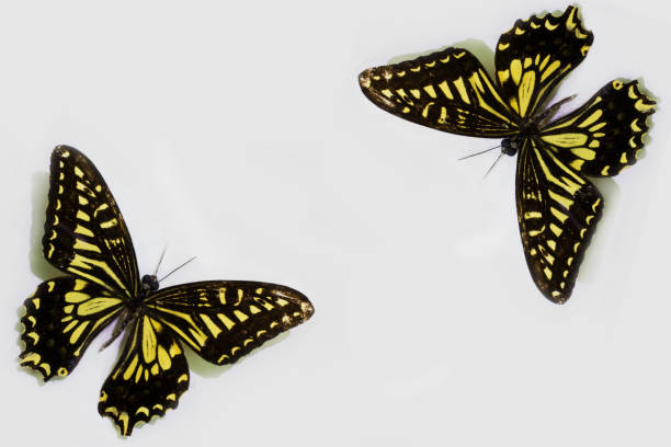 istock Butterfly close-up on a clean background. 1171905538