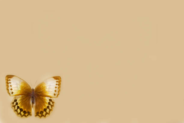 istock Butterfly close-up on a clean background. 1171905606