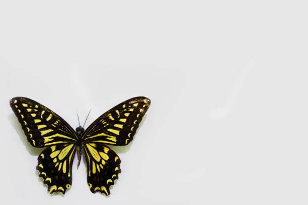 istock Butterfly close-up on a clean background. 1171905655