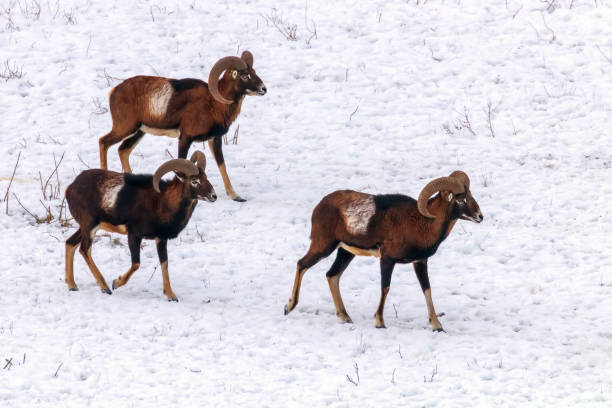 istock Mouflons in Winter Wild nature (ovis musimon) 1171906660