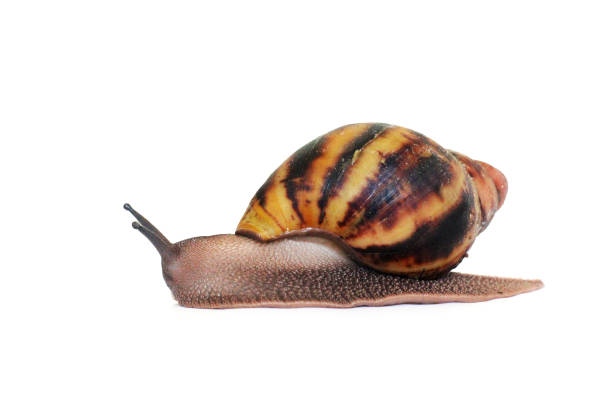 istock Snail on a white background. Akhatin`s Snail 1171906689