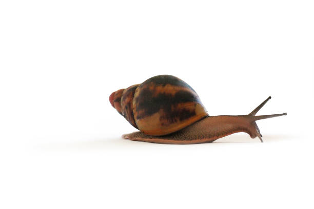 istock Snail on a white background. Akhatin`s Snail 1171906693