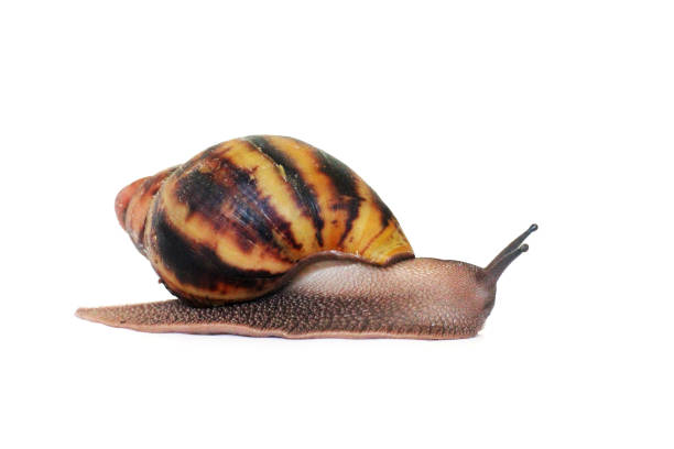 istock Snail on a white background. Akhatin`s Snail 1171906733