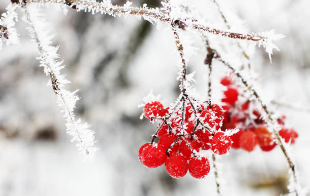 istock Viburnum In The Snow. Beautiful winter 1171907328