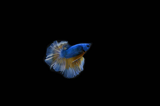 istock Beautiful fish in Thailand 1171907392