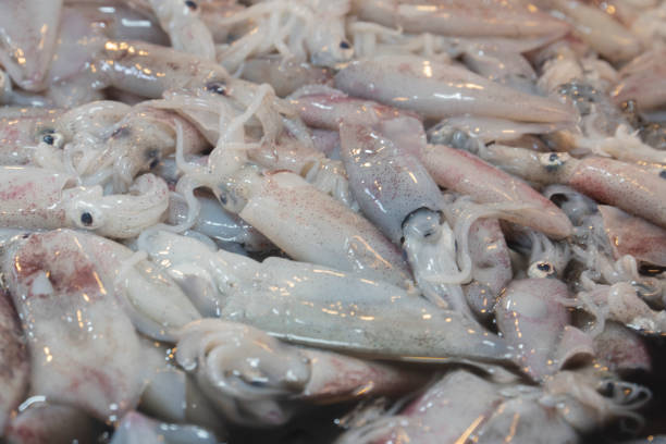 istock Squid in fresh market, Sea Food 1171907444