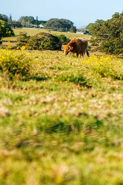 Highland cow on the farm grazing during the day