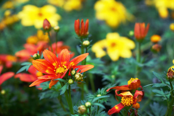 Beautiful Bidens flowers close up growing in garden nursery shop. Selling flowers