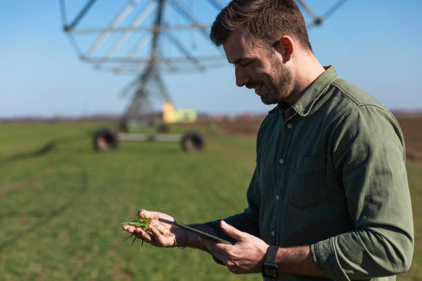istock Young farmer standing in wheat field and setup irrigation system on tablet. 1171909257