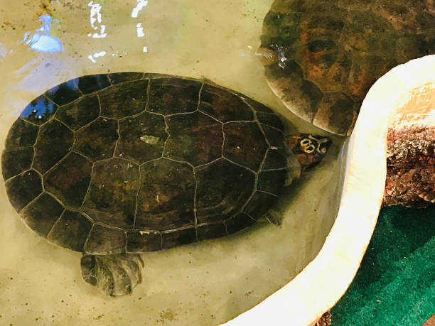 istock Podocnemis expansa or Giant amazon river turtle or South american river turtle or Arrau sideneck turtle or Arrau turtle. 1171910138