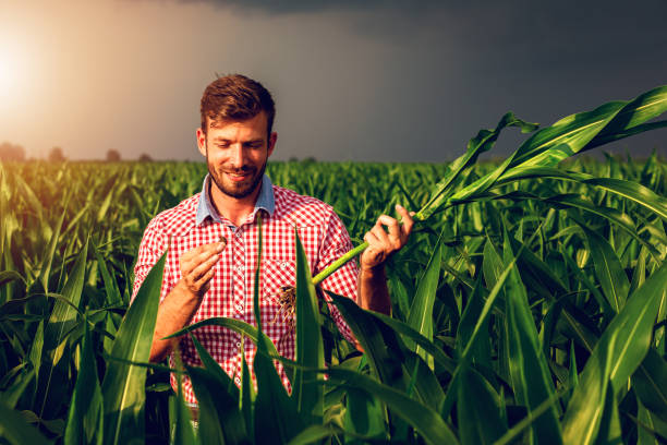 istock Farmer standing in corn field examining crop during bad weather. 1171910529