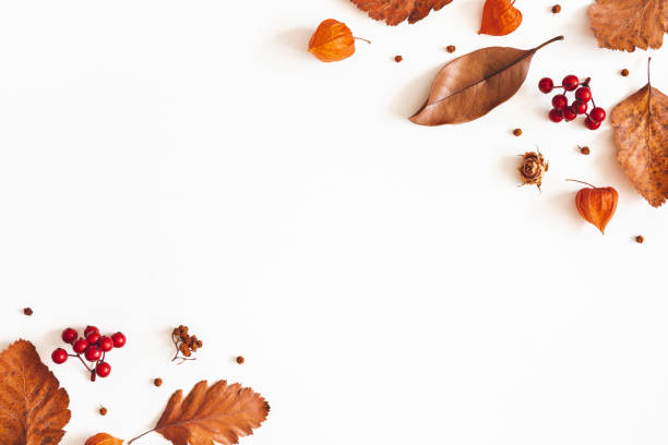 istock Autumn composition. Dried leaves, flowers, rowan berries on white background. Autumn, fall, thanksgiving day concept. Flat lay, top view, copy space 1171910530
