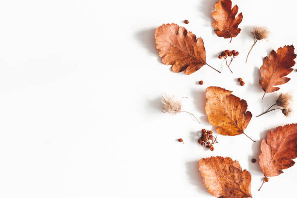istock Autumn composition. Dried leaves, flowers, rowan berries on white background. Autumn, fall, thanksgiving day concept. Flat lay, top view, copy space 1171910554