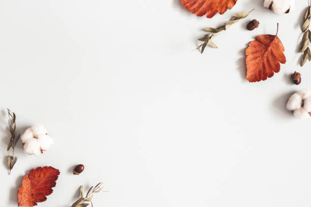 istock Autumn composition. Frame made of flowers, eucalyptus leaves on gray background. Autumn, fall, thanksgiving day concept. Flat lay, top view, copy space 1171910634