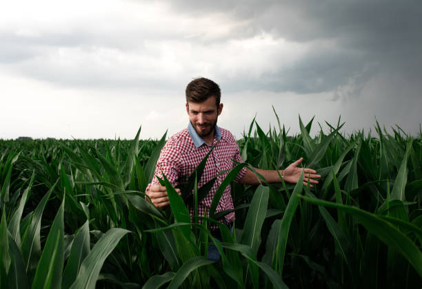 istock Farmer standing in corn field examining crop during bad weather. 1171910712