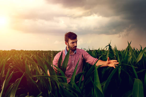 istock Farmer standing in corn field examining crop during bad weather. 1171910717