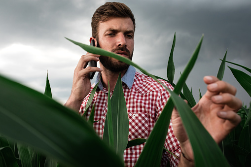 Young farmer standing in corn field examining crop while talking on phone.