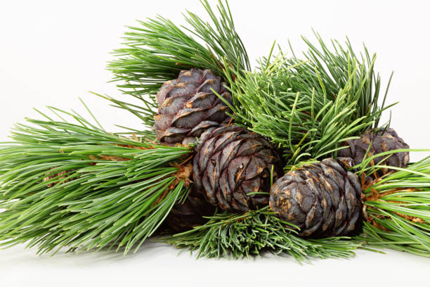 istock Cones and branches of Siberian cedar pine. 1171911676