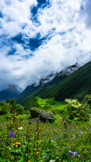 Valley Of Flowers Stock Photo - Download Image Now - Flower, Valley,  Uttarakhand - iStock