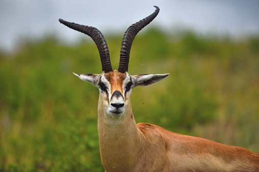 Grant Gazelle is one of the most beautiful Antelope.