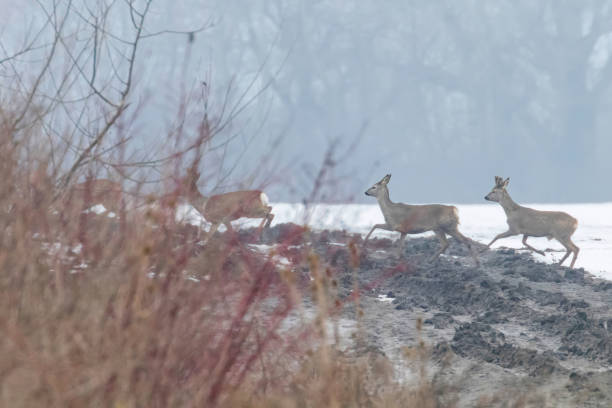 istock Roe Deer herd in winter morning (Capreolus capreolus) 1171913646