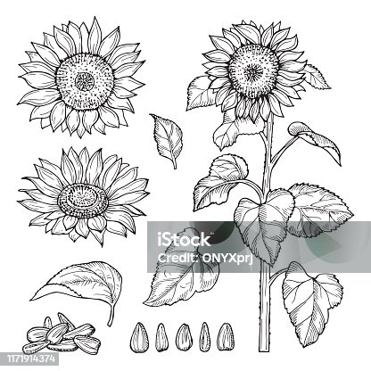 880 Black And White Sunflower Illustrations & Clip Art - iStock | Flowers