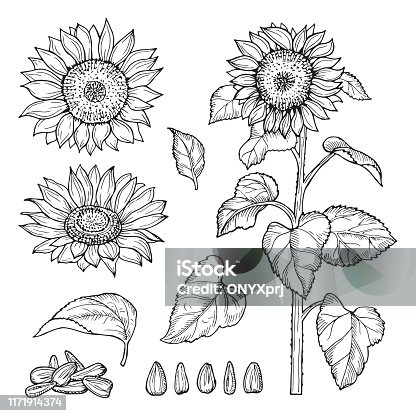 880 Black And White Sunflower Illustrations & Clip Art - iStock | Flowers 880 Black And White Sunflower Illustrations & Clip Art - iStock | Flowers