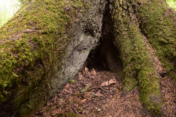 istock Mossy Tree Trunk At Watershed Park 1171915226