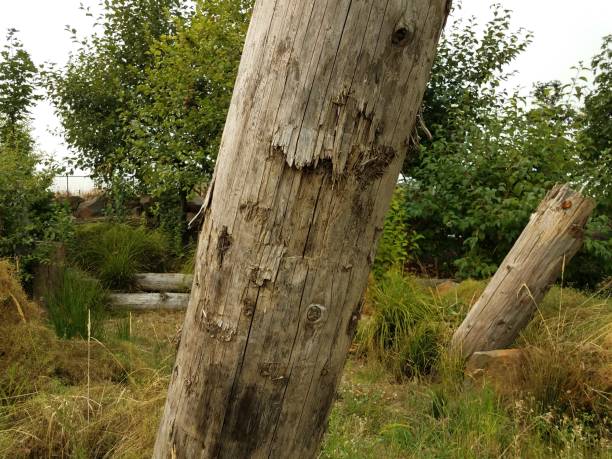 istock brown dead tree trunks and green trees and grasses 1171916789