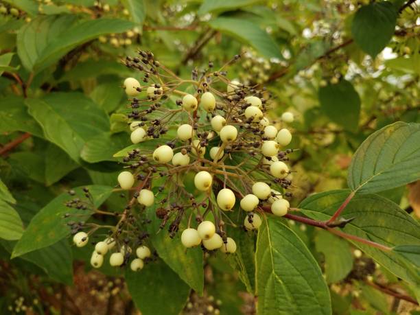 istock plant with green leaves and white berries 1171916817