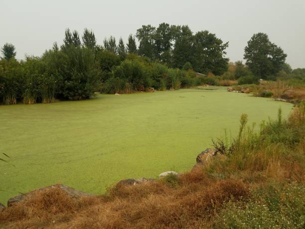 istock green algae on water in pond with brown and green grasses 1171916869