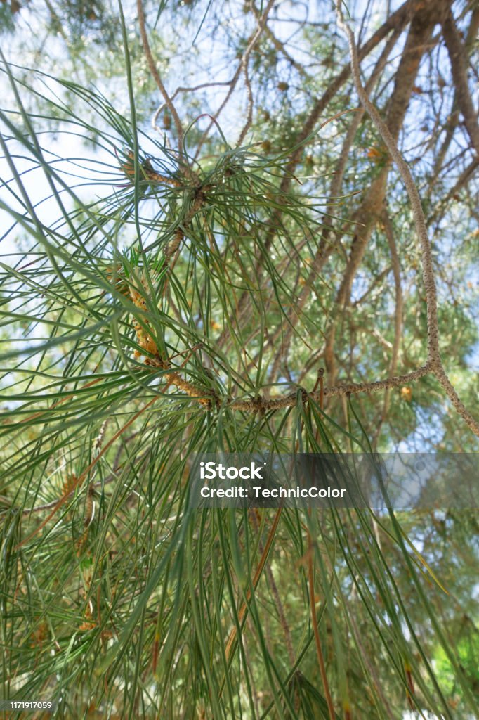 Pinus Long Tree Longleaf Pine Tree Stock Photo - Download Image Now - Broward County ...