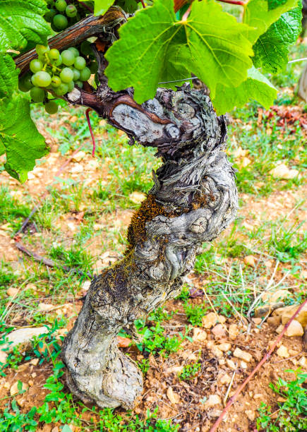 Vineyard grape buds and small leaves in springtime.