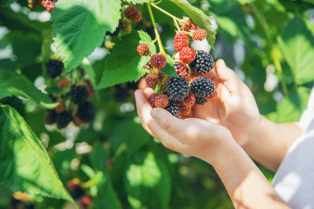 istock The child holds blackberries in the hands. Selective focus. 1171918056