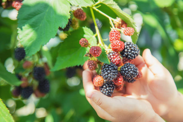 istock The child holds blackberries in the hands. Selective focus. 1171918057