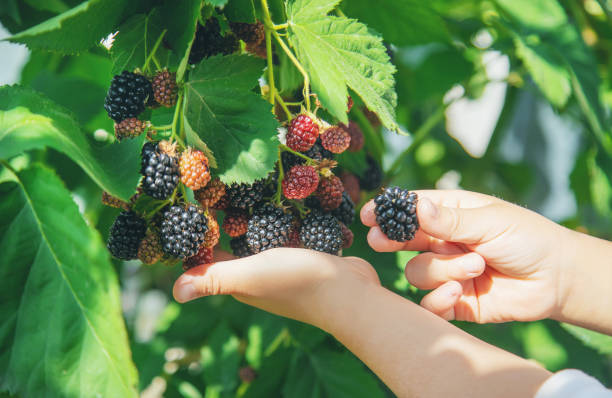 istock The child holds blackberries in the hands. Selective focus. 1171918061