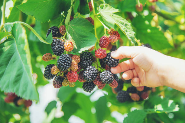 istock The child holds blackberries in the hands. Selective focus. 1171918063