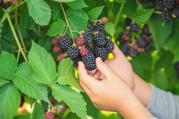 istock The child holds blackberries in the hands. Selective focus. 1171918074