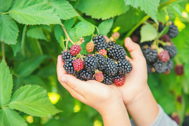 istock The child holds blackberries in the hands. Selective focus. 1171918075