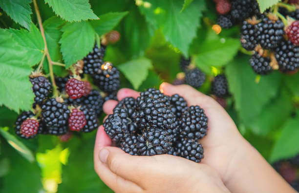 istock The child holds blackberries in the hands. Selective focus. 1171918079